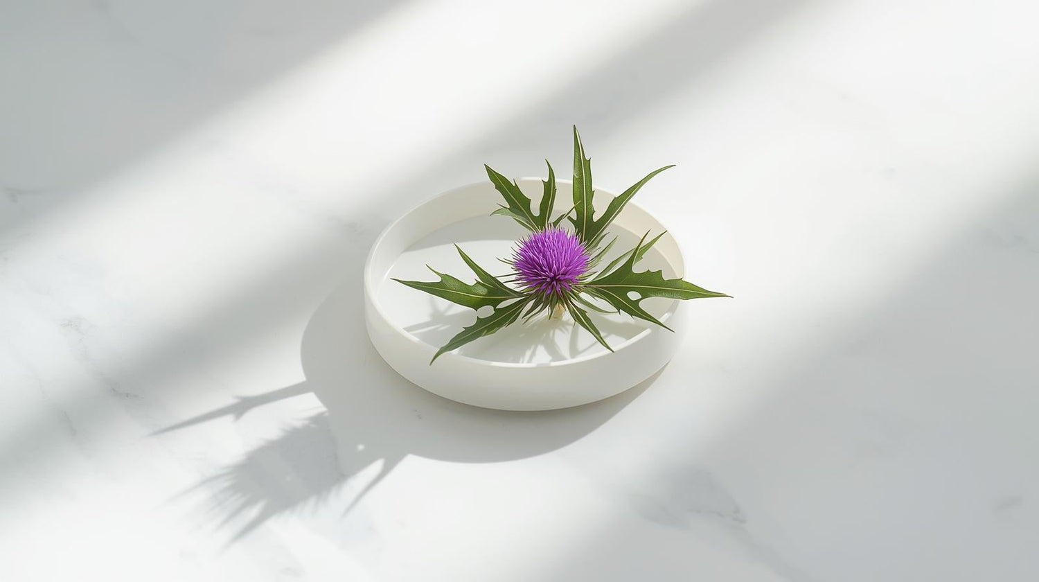 Effects of silymarin use on liver enzymes and metabolic factors in metabolic dysfunction-associated steatotic liver disease: a systematic review and meta-analysis